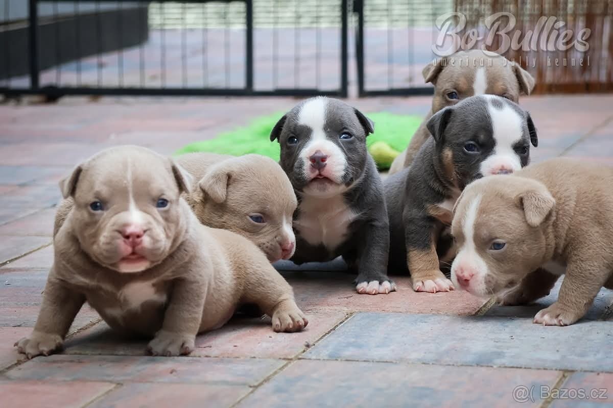 Pejskové American bully pocket ABKC