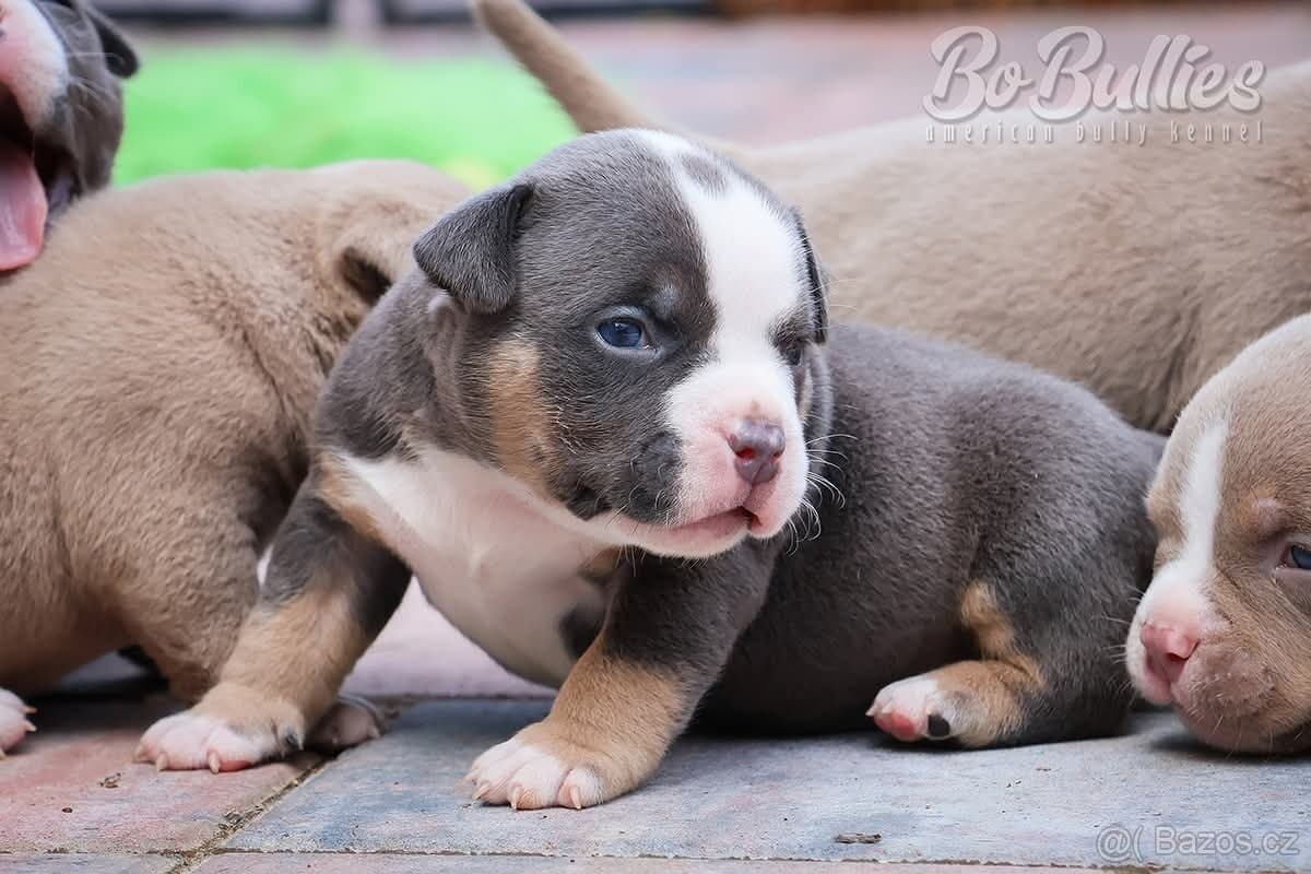 Pejskové American bully pocket ABKC