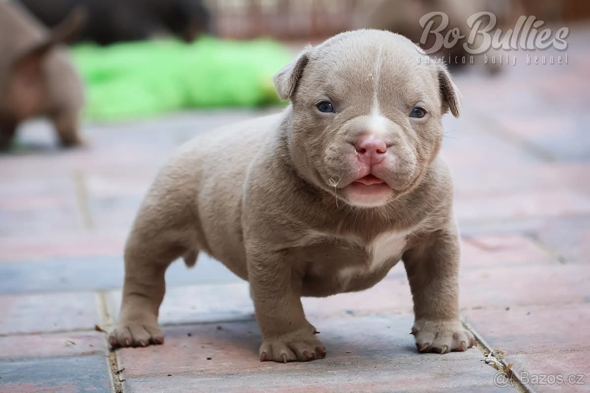 Pejskové American bully pocket ABKC