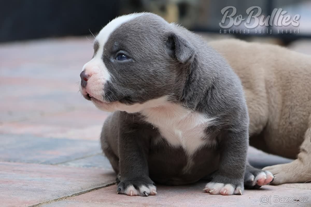 Pejskové American bully pocket ABKC