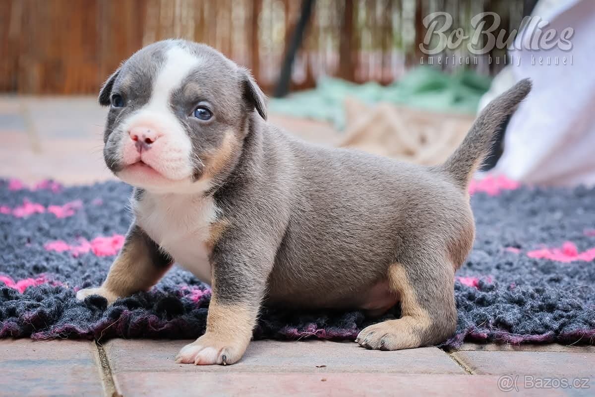 Pejskové American bully pocket ABKC