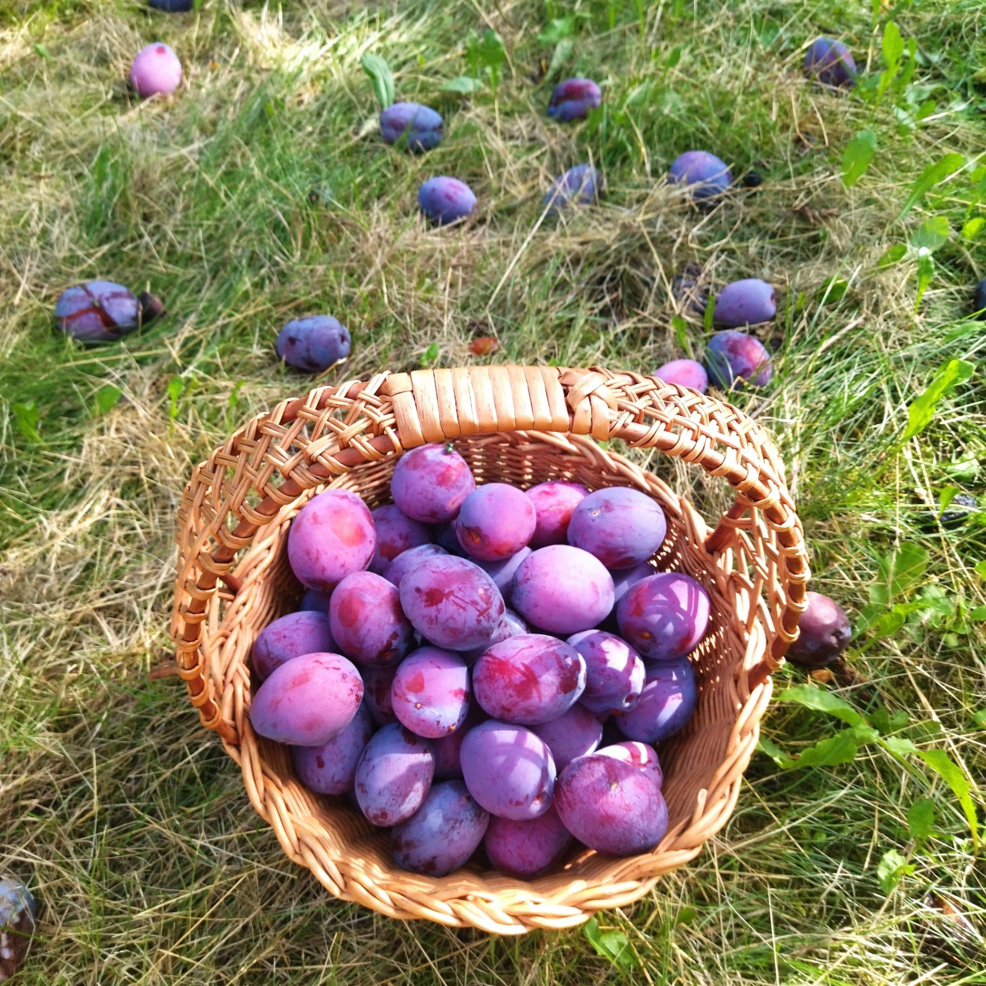Plums for fermentation